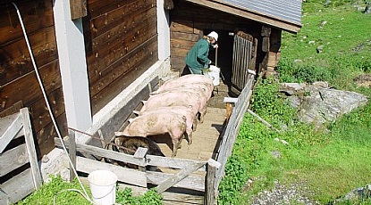 Dairymaid Karola caring for the pigs